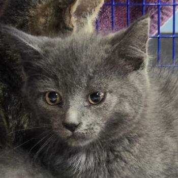 Picnic -  Domestic Short Hair Cat for Adoption in Newark, New Jersey - Picnic | PetCurious