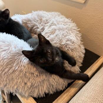 Tim -  Domestic Short Hair Cat for Adoption in Park Row, Texas - Tim | PetCurious