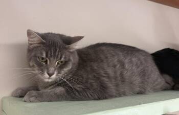 Pansy -  Domestic Medium Hair Cat for Adoption in Rochester, Indiana - Pansy | PetCurious