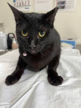 Domestic Short Hair Cats Available for Adoption in San Antonio, Texas - Sugar | PetCurious