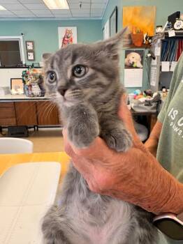 Greyson -  Domestic Short Hair Cat for Adoption in Heber City, Utah - Greyson | PetCurious