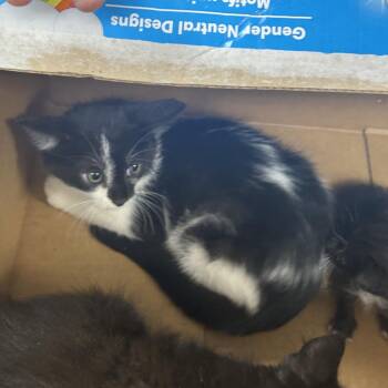 Ceaser -  Domestic Short Hair Cat for Adoption in Starkville, Mississippi - Ceaser | PetCurious