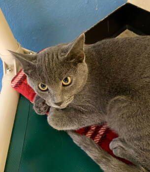 Rescue Domestic Short Hair Cats for Adoption in Fargo, North Dakota - Flannel | PetCurious