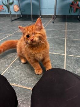 Heath -  Domestic Short Hair Cat for Adoption in Lima, Ohio - Heath | PetCurious