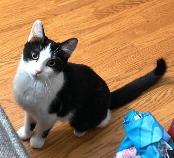 Rescue Domestic Short Hair Cats for Adoption in Bridgeport, Connecticut - Kiri | PetCurious