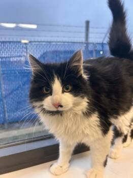 Domestic Medium Hair Cats Available for Adoption - Marilyn | PetCurious