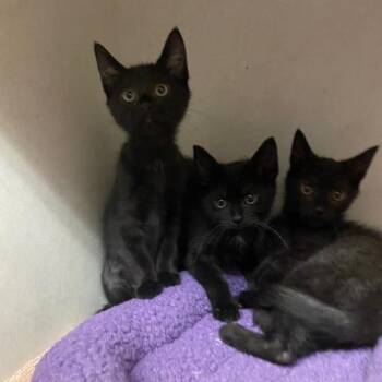Coraline -  Domestic Short Hair Cat for Adoption in Dayton, Ohio - Coraline | PetCurious
