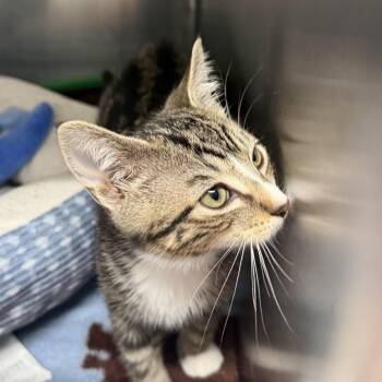 Crackle -  Domestic Short Hair Cat Available for Adoption in Kent, Washington - Crackle | PetCurious