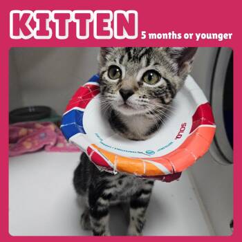 Katy Perry -  Domestic Short Hair Cat for Adoption in Gainesville, Florida - Katy Perry | PetCurious