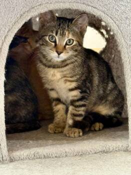 Kiki -  Domestic Short Hair Cat for Adoption - Kiki | PetCurious