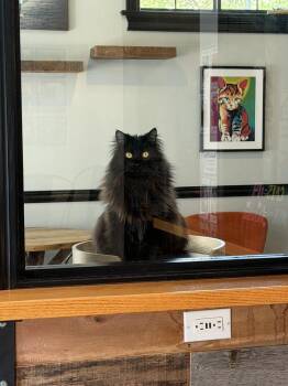 Domestic Long Hair Cats Available for Adoption in St. Peters, Missouri - Boo | PetCurious