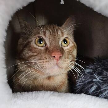 Domestic Short Hair Cats Available for Adoption in Lakewood, Colorado - Peach | PetCurious
