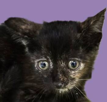Rescue Domestic Short Hair Cats for Adoption in Savannah, Georgia - Scarlett | PetCurious