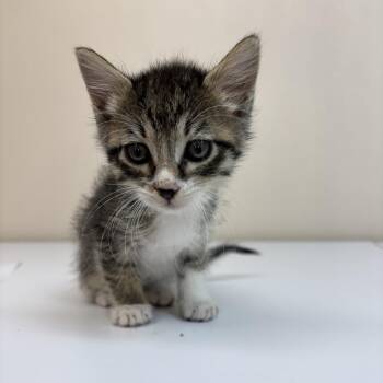 Phantasm -  Domestic Short Hair Cat for Adoption in Kanab, Utah - Phantasm | PetCurious