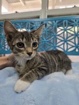 Kodiak -  Domestic Short Hair Cat for Adoption in Savannah, Georgia - Kodiak | PetCurious