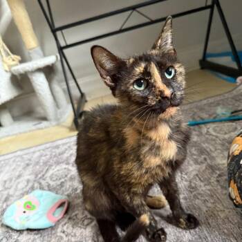 Domestic Short Hair Cats Available for Adoption - Elaine | PetCurious