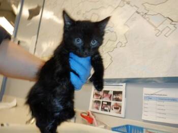 Domestic Short Hair Cats Available for Adoption in San Jose, California - A1406751 | PetCurious