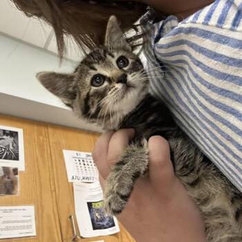 Rocky -  Domestic Short Hair Cat for Adoption in Durango, Colorado - Rocky | PetCurious