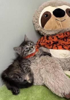 Leaf -  Domestic Medium Hair and Domestic Short Hair Cat for Adoption in Picayune, Mississippi - Leaf | PetCurious