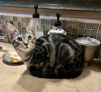 Raspberry -  Tabby Cat for Adoption in Tustin, California - Raspberry | PetCurious