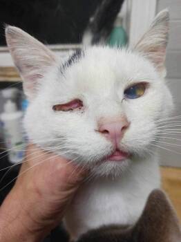 Smudge -  Domestic Short Hair Cat for Adoption in Cromwell, Kentucky - Smudge | PetCurious