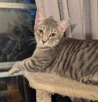 Rescue Tabby Cats for Adoption in Granite Falls, North Carolina - Monkey | PetCurious