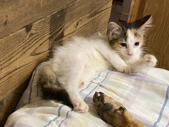 Skittles -  Domestic Short Hair Cat for Adoption in Gainesville, Virginia - Skittles | PetCurious