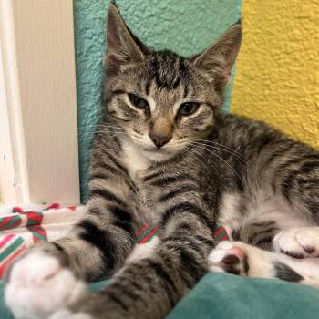 Bronsolino -  Domestic Short Hair Cat for Adoption in Fresno, California - Bronsolino | PetCurious