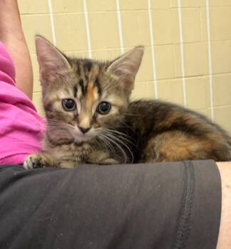 Madeleine -  Domestic Medium Hair Cat for Adoption in Columbia, Illinois - Madeleine | PetCurious