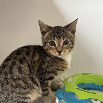 Hash Brown -  Domestic Short Hair Cat for Adoption in Riverside, California - Hash Brown | PetCurious