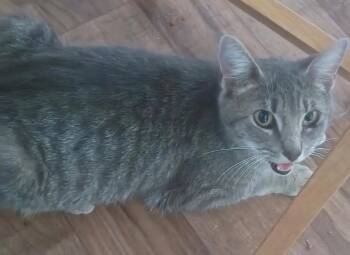 Gypsy -  Domestic Short Hair Cat for Adoption in Darien, Georgia - Gypsy | PetCurious