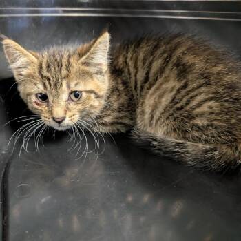 Lula Balula -  Domestic Short Hair Cat for Adoption in Columbia, Missouri - Lula Balula | PetCurious