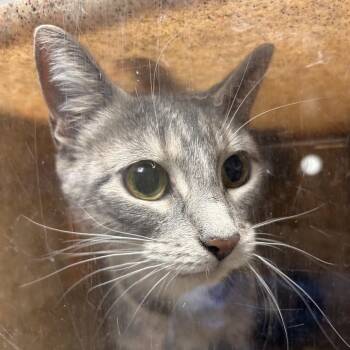 Nedro -  Domestic Short Hair Cat for Adoption in Philadelphia, Pennsylvania - Nedro | PetCurious