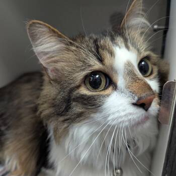 Domestic Long Hair Cats Available for Adoption in Jeffersonville, Indiana - Randy | PetCurious