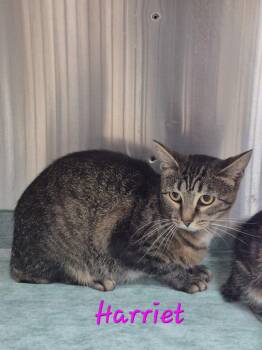 Harriet -  Manx Cat for Adoption in Cincinnati, Ohio - Harriet | PetCurious