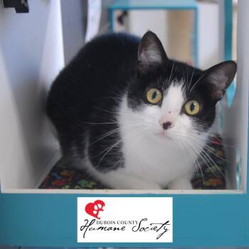 Rescue Domestic Short Hair Cats for Adoption in Jasper, Indiana - Bulbasaur | PetCurious