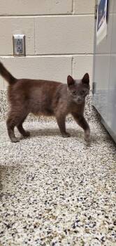 Matilda -  Domestic Short Hair Cat for Adoption in Fairfax, Virginia - Matilda | PetCurious
