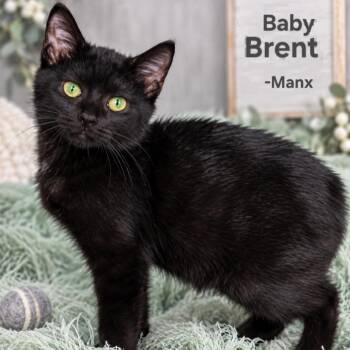 Baby Brent -  Manx Cat for Adoption in Quincy, Ohio - Baby Brent | PetCurious