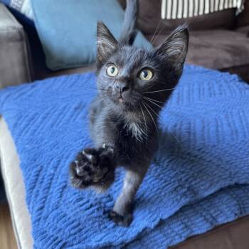 Rescue Domestic Short Hair Cats for Adoption in Bonsall, California - Fiyero 4825 | PetCurious