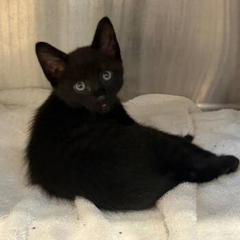 Dean -  Domestic Medium Hair Cat for Adoption in Cumming, Georgia - Dean | PetCurious