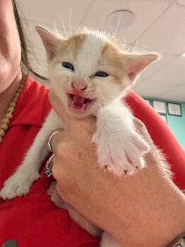 Richard Petty -  Domestic Medium Hair Cat for Adoption in Rockport, Texas - Richard Petty | PetCurious
