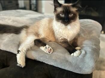 Domestic Long Hair and Siamese Cats Available for Adoption - Cream | PetCurious