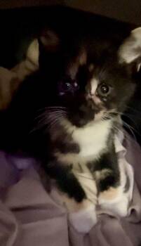 Calico and Domestic Short Hair Cats Available for Adoption in Walnut Creek, California - Bacon & Biscuit | PetCurious