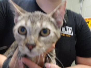 KAISER -  Domestic Short Hair Cat for Adoption in Tulsa, Oklahoma - KAISER | PetCurious