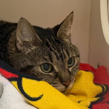 Simba Girl -  Domestic Short Hair Cat for Adoption in Philadelphia, Pennsylvania - Simba Girl | PetCurious