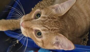 GARFIELD -  Domestic Short Hair Cat for Adoption in Broomfield, Colorado - GARFIELD | PetCurious