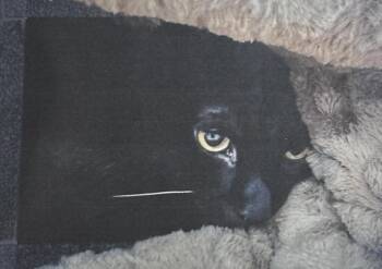 Shepherd Freeport -  Domestic Short Hair Cat for Adoption in Westbury, New York - Shepherd Freeport | PetCurious