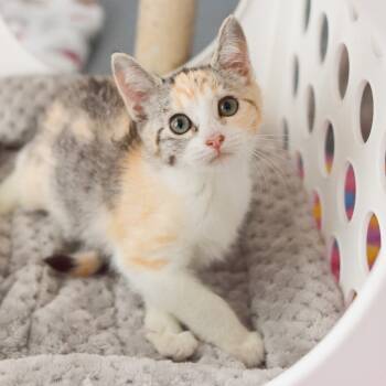 Rescue Domestic Medium Hair Cats for Adoption in Kailua-kona, Hawaii - Poppy Seed | PetCurious