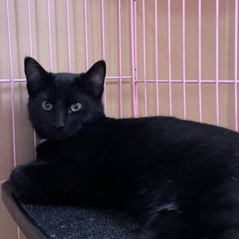 Jack Black -  Domestic Short Hair Cat for Adoption in Priest River, Idaho - Jack Black | PetCurious