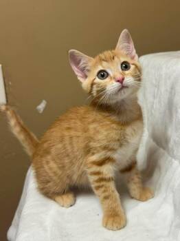 Scorpio -  Domestic Short Hair Cat for Adoption in Maryville, Missouri - Scorpio | PetCurious